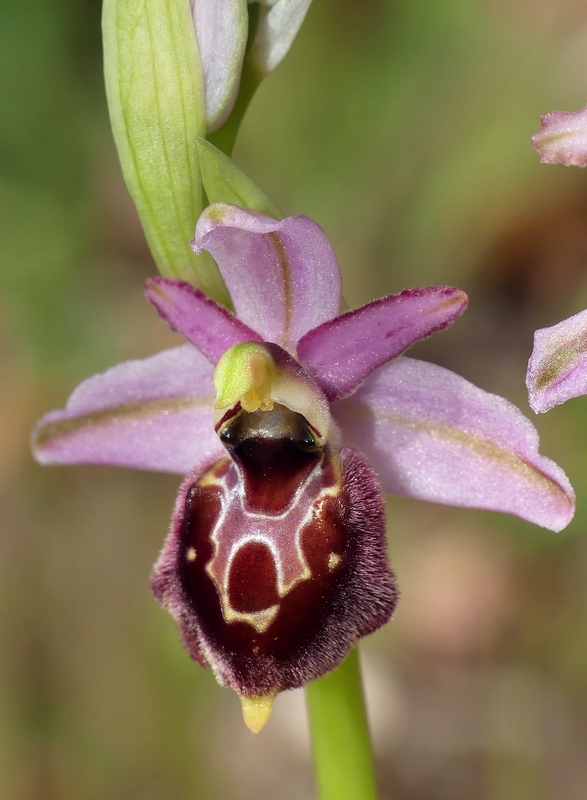 Ophrys montis-leonis sulla costa tirrenica laziale e sugli Aurunci  marzo 2024